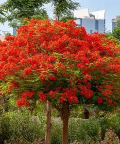 Brighter Blooms Flowering Trees Royal Poinciana Tree