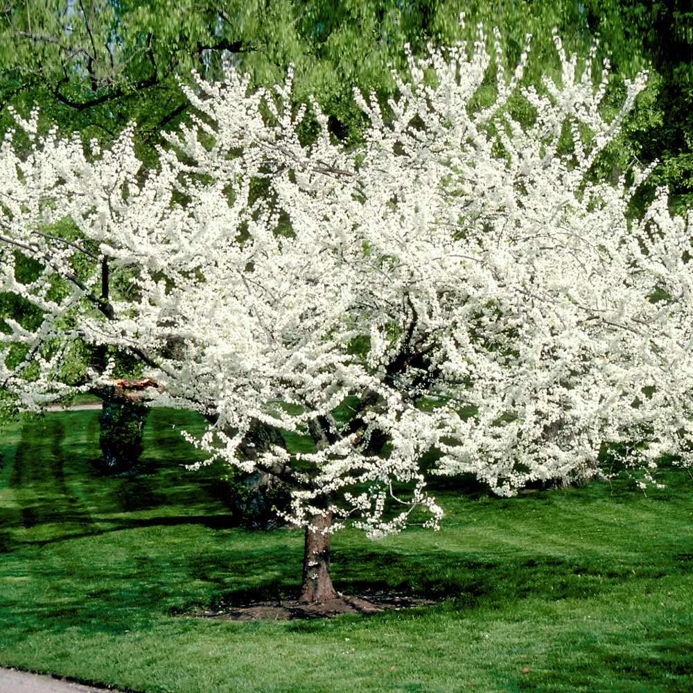 Brighter Blooms Royal White Redbud Tree Flowering Trees 4 Brighter Blooms Royal White Redbud Tree Flowering Trees