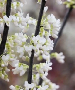 Brighter Blooms Royal White Redbud Tree Flowering Trees 9 Brighter Blooms Royal White Redbud Tree Flowering Trees