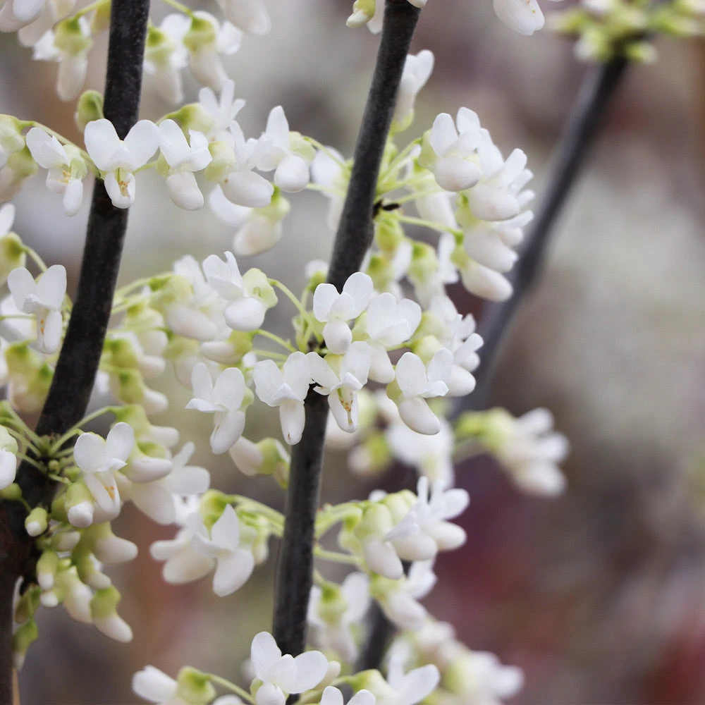 Brighter Blooms Royal White Redbud Tree Flowering Trees 5 Brighter Blooms Royal White Redbud Tree Flowering Trees