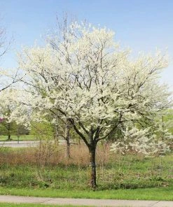 Brighter Blooms Royal White Redbud Tree Flowering Trees