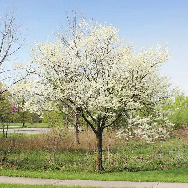 Brighter Blooms Royal White Redbud Tree Flowering Trees 1 Brighter Blooms Royal White Redbud Tree Flowering Trees