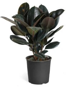 Brighter Blooms House & Patio Rubber Tree Plant