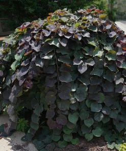 Brighter Blooms Ruby Falls Redbud Tree Flowering Trees
