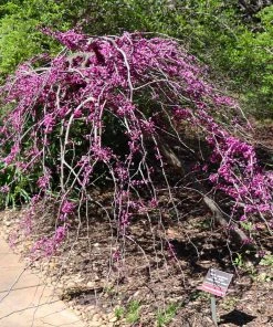 Brighter Blooms Ruby Falls Redbud Tree Flowering Trees 8 Brighter Blooms Ruby Falls Redbud Tree Flowering Trees