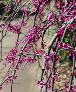 Brighter Blooms Ruby Falls Redbud Tree Flowering Trees 9 Brighter Blooms Ruby Falls Redbud Tree Flowering Trees