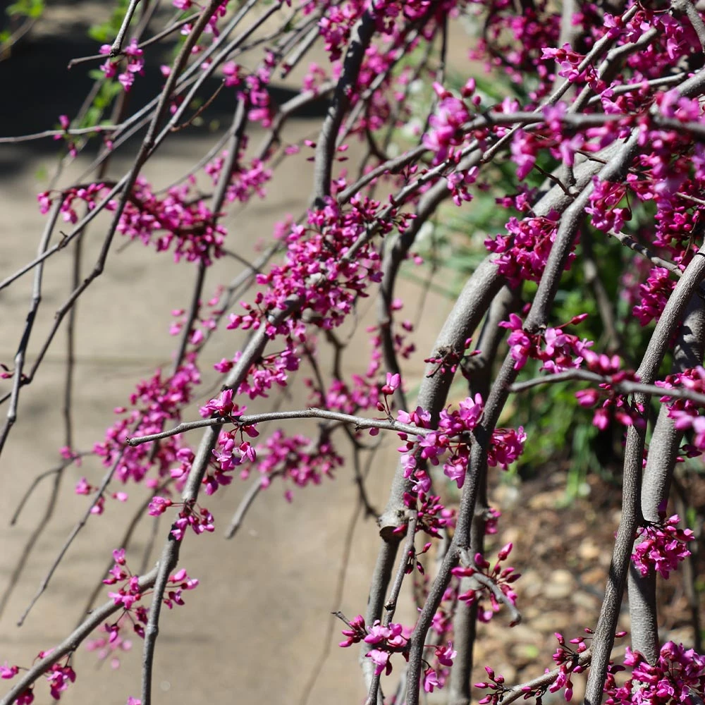 Brighter Blooms Ruby Falls Redbud Tree Flowering Trees 5 Brighter Blooms Ruby Falls Redbud Tree Flowering Trees