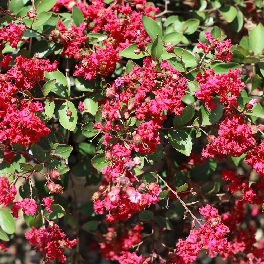 Brighter Blooms Ruby Prince™ Emerald Empire® Crape Myrtle Tree Flowering Trees 2 Brighter Blooms Ruby Prince™ Emerald Empire® Crape Myrtle Tree Flowering Trees