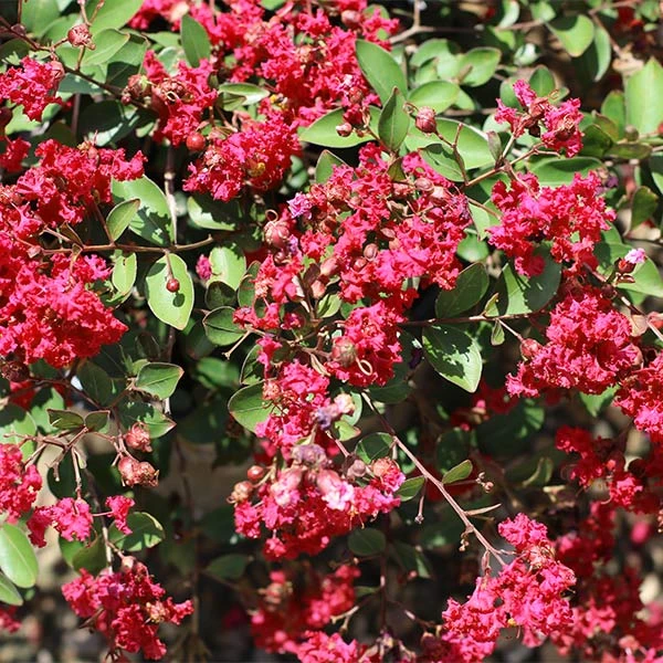 Brighter Blooms Ruby Prince™ Emerald Empire® Crape Myrtle Tree Flowering Trees 1 Brighter Blooms Ruby Prince™ Emerald Empire® Crape Myrtle Tree Flowering Trees