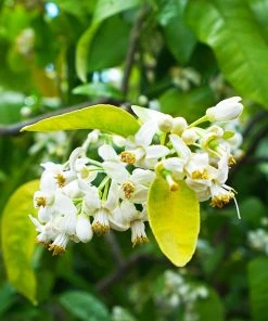 Brighter Blooms Ruby Red Grapefruit Tree