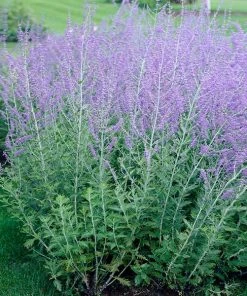 Brighter Blooms Russian Sage Ornamental Grasses