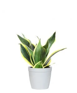 Brighter Blooms SHOP ALL Snake Plant