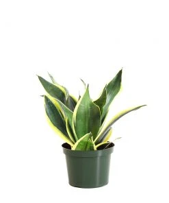 Brighter Blooms SHOP ALL Snake Plant
