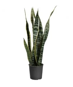 Brighter Blooms SHOP ALL Snake Plant