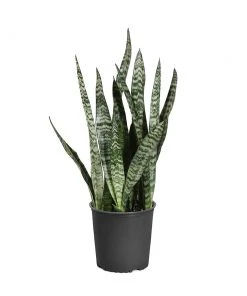 Brighter Blooms SHOP ALL Snake Plant