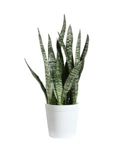 Brighter Blooms SHOP ALL Snake Plant
