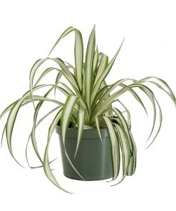 Brighter Blooms Spider Plant