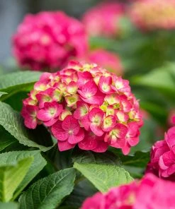Brighter Blooms Endless Summer® Summer Crush® Big Leaf Hydrangea Shrub Shrubs & Hedges 8 Brighter Blooms Endless Summer® Summer Crush® Big Leaf Hydrangea Shrub Shrubs & Hedges