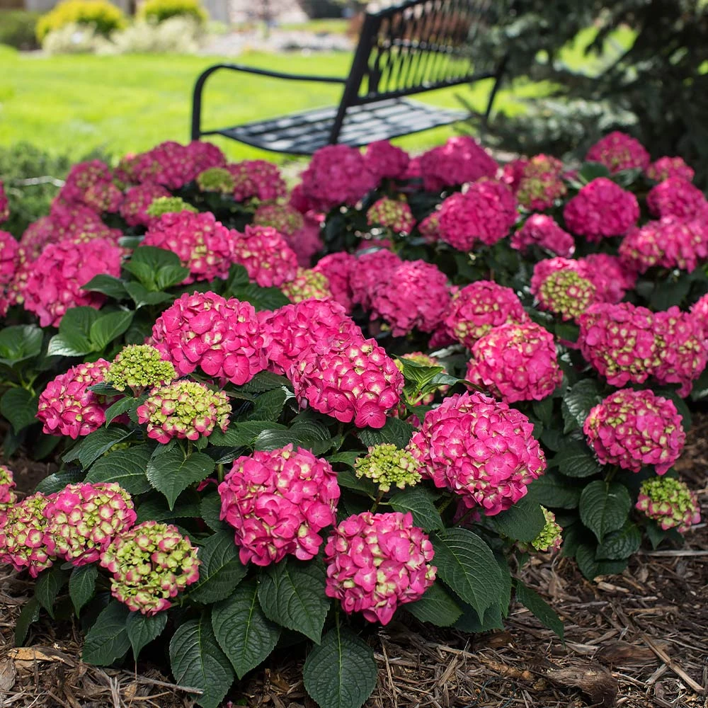 Brighter Blooms Endless Summer® Summer Crush® Big Leaf Hydrangea Shrub Shrubs & Hedges 2 Brighter Blooms Endless Summer® Summer Crush® Big Leaf Hydrangea Shrub Shrubs & Hedges