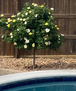 Brighter Blooms Roses Sunny Knock Out® Rose Tree
