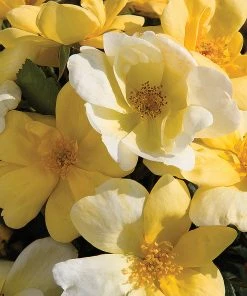 Brighter Blooms Roses Sunny Knock Out® Rose Tree