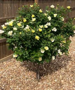 Brighter Blooms Roses Sunny Knock Out® Rose Tree