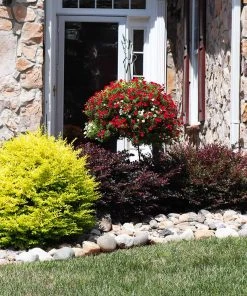 Brighter Blooms Sunshine Ligustrum Privet Hedge Plants For Sandy Soil