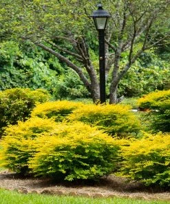 Brighter Blooms Sunshine Ligustrum Privet Hedge Plants For Sandy Soil