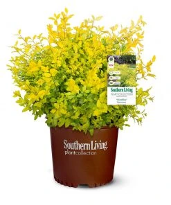 Brighter Blooms Sunshine Ligustrum Privet Hedge Plants For Sandy Soil