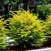 Brighter Blooms Sunshine Ligustrum Privet Hedge Plants For Sandy Soil