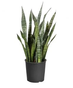 Brighter Blooms SHOP ALL Snake Plant