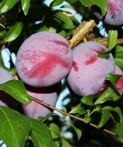 Brighter Blooms Santa Rosa Plum Tree