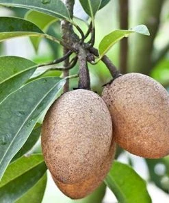 Brighter Blooms Sapodilla Tree SHOP ALL