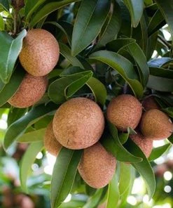 Brighter Blooms Sapodilla Tree SHOP ALL