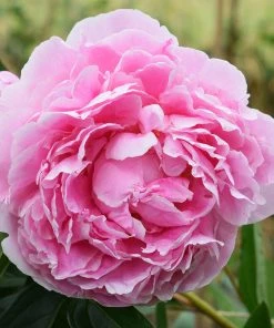 Brighter Blooms Sarah Bernhardt Peony Perennials 6 Brighter Blooms Sarah Bernhardt Peony Perennials