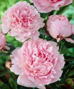 Brighter Blooms Sarah Bernhardt Peony Perennials