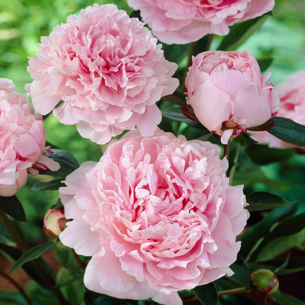 Brighter Blooms Sarah Bernhardt Peony Perennials 2 Brighter Blooms Sarah Bernhardt Peony Perennials