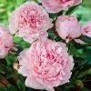 Brighter Blooms Sarah Bernhardt Peony Perennials