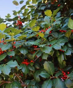 NO WARRANTY American Holly Tree SHOP ALL 7 NO WARRANTY American Holly Tree SHOP ALL