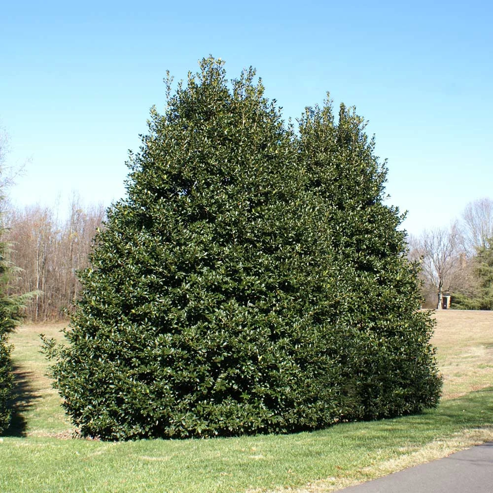 NO WARRANTY American Holly Tree SHOP ALL 5 NO WARRANTY American Holly Tree SHOP ALL