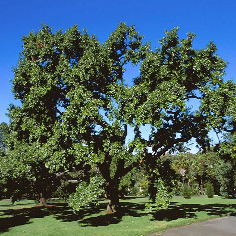 Brighter Blooms Shade Trees Sawtooth Oak Tree 2 Brighter Blooms Shade Trees Sawtooth Oak Tree