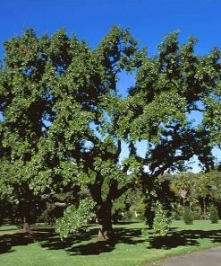Brighter Blooms Shade Trees Sawtooth Oak Tree