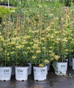 Brighter Blooms Scentsation Honeysuckle Vine