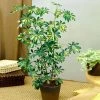 Brighter Blooms Variegated Dwarf Umbrella Tree - Schefflera Trinette House & Patio