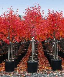 Brighter Blooms Autumn Brilliance Serviceberry 11 Brighter Blooms Autumn Brilliance Serviceberry