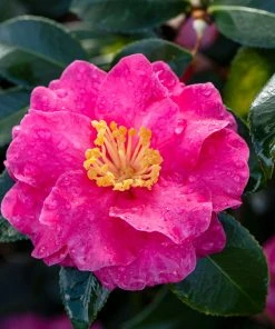 Brighter Blooms Shrubs & Hedges Shi-Shi Gashira Camellia Shrub 7 Brighter Blooms Shrubs & Hedges Shi-Shi Gashira Camellia Shrub