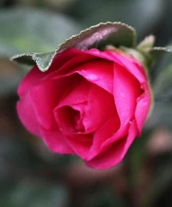 Brighter Blooms Shrubs & Hedges Shi-Shi Gashira Camellia Shrub 8 Brighter Blooms Shrubs & Hedges Shi-Shi Gashira Camellia Shrub