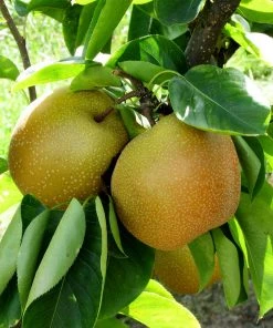 Brighter Blooms Shinseiki Asian Pear Tree