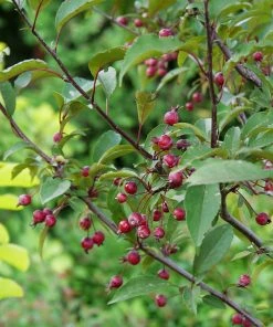 Brighter Blooms Show Time™ Crabapple Tree Flowering Trees
