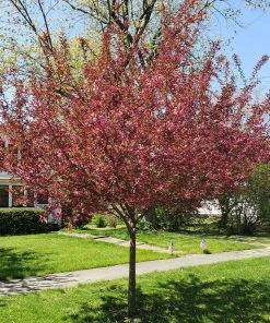 Brighter Blooms Show Time™ Crabapple Tree Flowering Trees